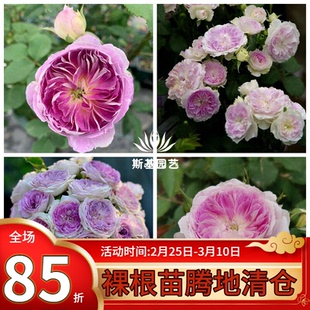 【斯基园艺】蓝月石月季日本河本新品蓝紫色系浓香阳台庭院四季开