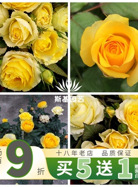 【斯基园艺】天枰座天秤座平新品十二星座微型黄色月季扦插小大苗