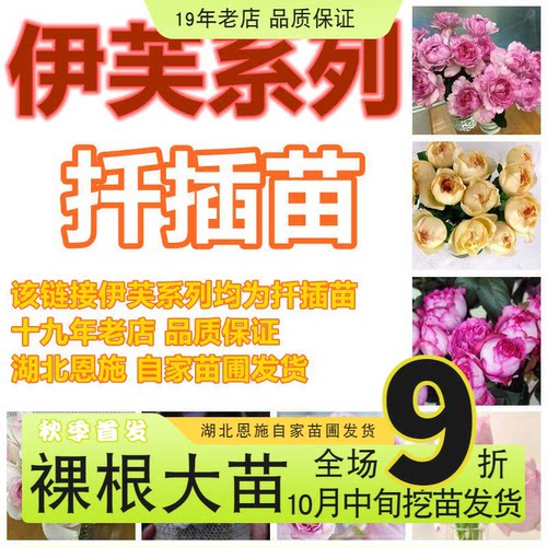 伊芙婚礼盒子月季新品浓香大切花