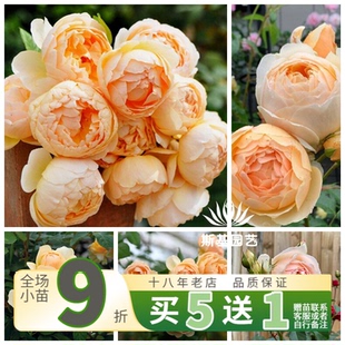 【斯基园艺】无名的裘德月季朱迪英国奥斯汀勤花浓香藤本裸根大苗