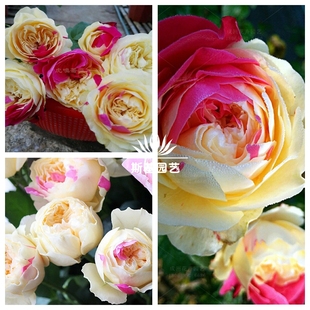 【斯基园艺】风月月季新品日本多色灌木经典盆栽裸根扦插小中大苗