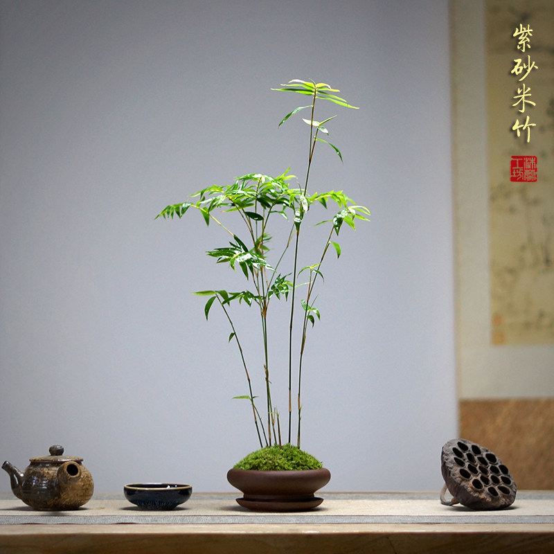 米竹青竹观音竹姬翠竹苔藓紫砂办公桌茶桌面中式禅意小盆栽盆景