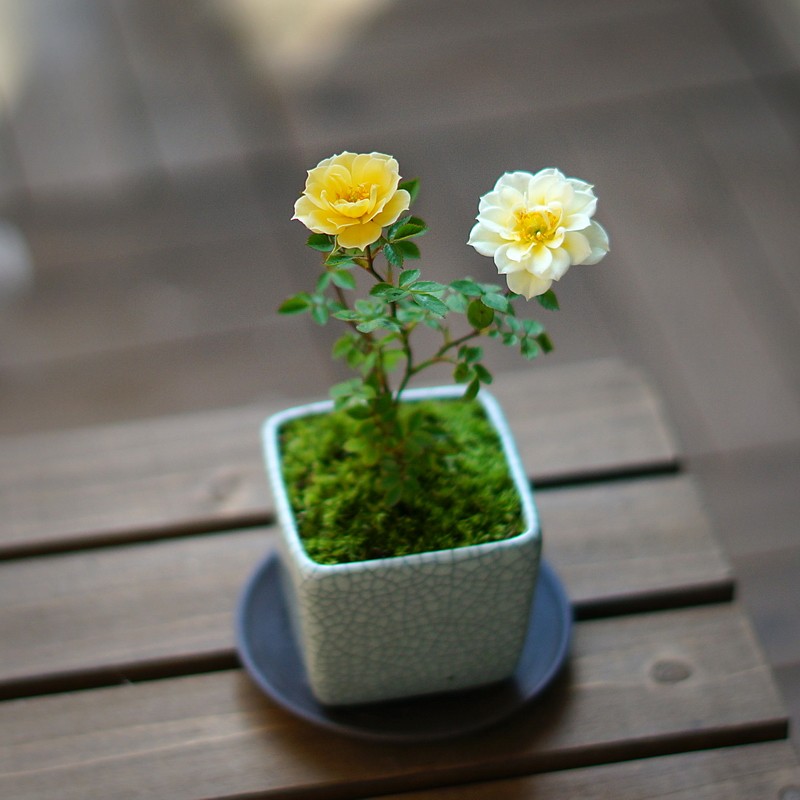 黄金雅须惠姬月季超微阳台花卉窗台桌面绿植盆栽天荷繁星盆栽植物