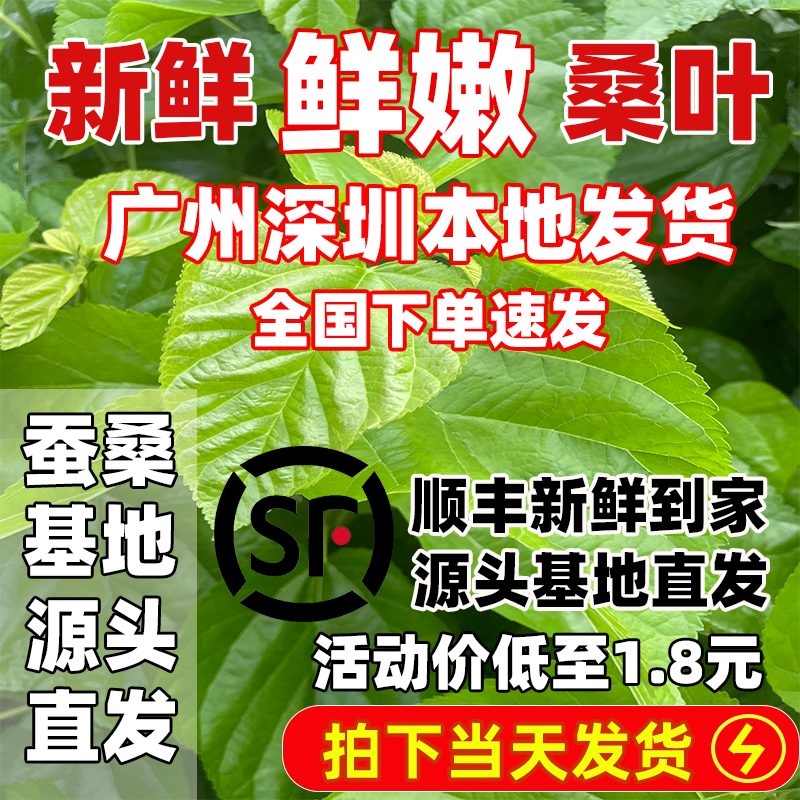 蚕桑基地源头直发优质新鲜桑叶喂蚕桑树叶鲜嫩蚕宝宝小蚕蚕卵桑叶