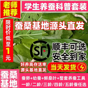 【蚕桑基地】当天发优质蚕宝宝活体学生养蚕套装七彩蚕春蚕卵幼虫