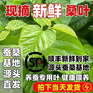 新鲜桑叶养蚕用当天发货蚕桑基地