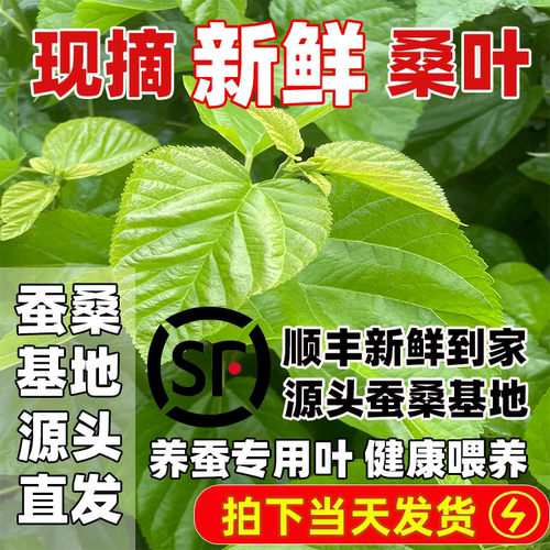 新鲜桑叶养蚕用当天发货蚕桑基地
