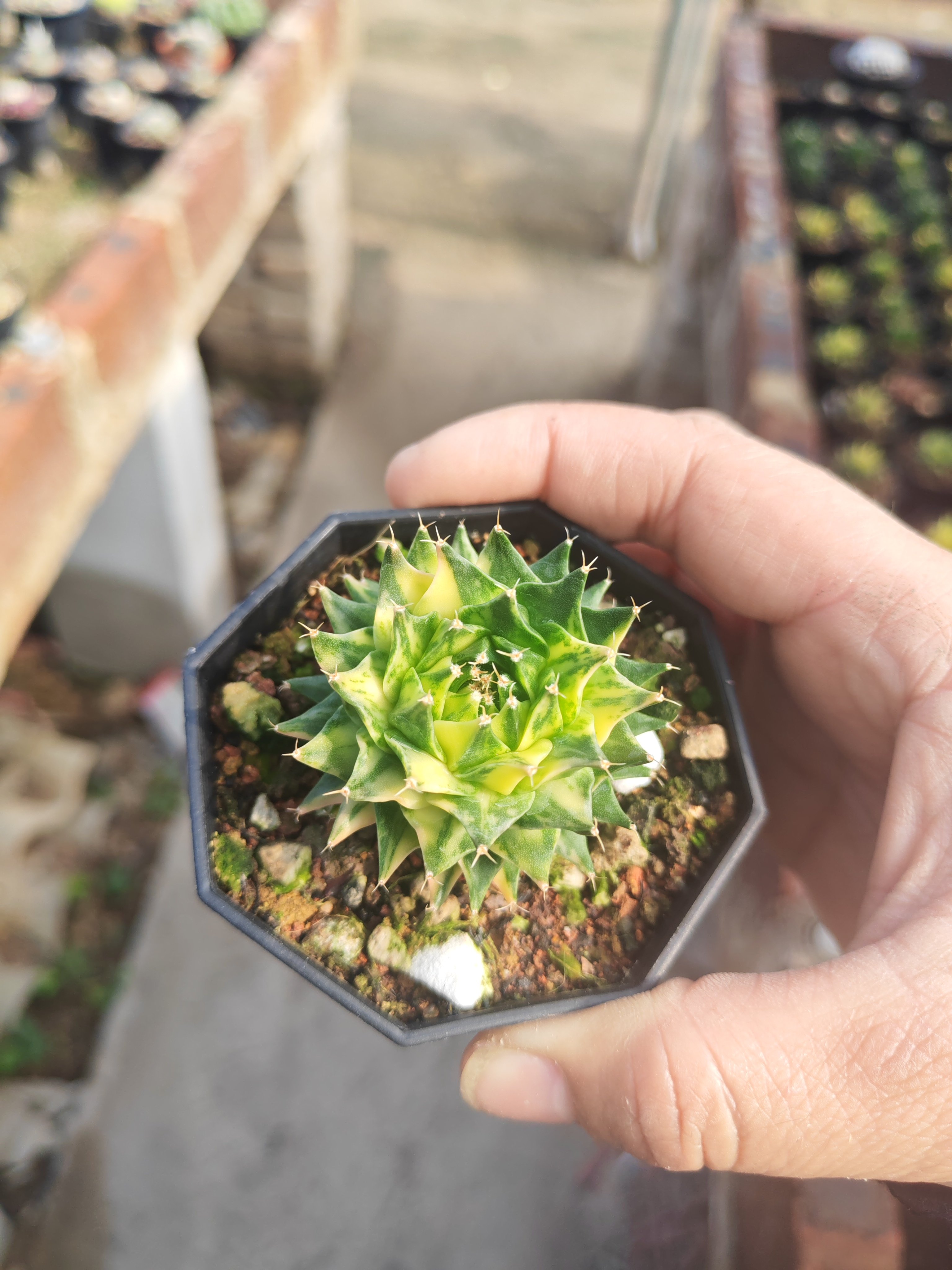 帝冠锦实生散斑锦优选帝冠属Obregonia denegrii f. variegata