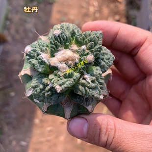 辛顿志贺怒涛龟甲牡丹草球嫁接仙人球多肉植物一物一拍