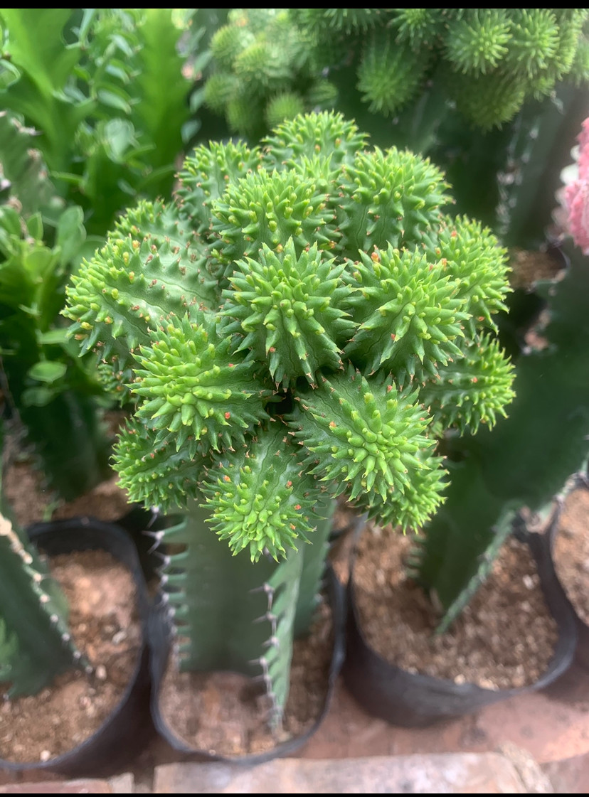 海胆大戟Euphorbia suzannae琉璃晃嫁接仙人球多肉植物奇趣小盆栽