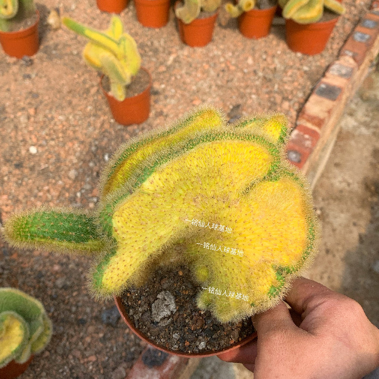 多肉植物仙人球黄金纽造型奇特
