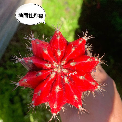 一铭仙人球 油面黑牡丹锦 彩色萌球会开花稀有多肉植物新品包邮