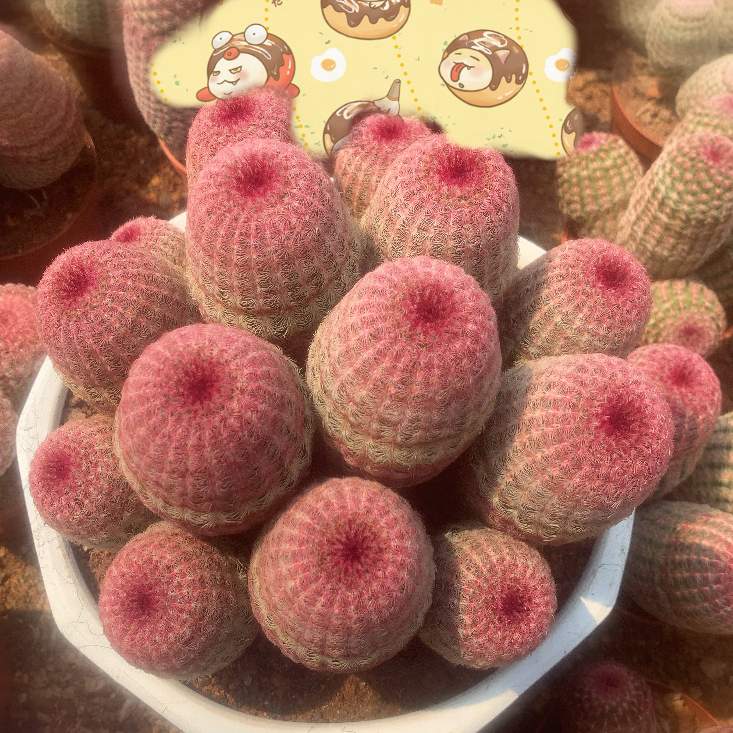 红太阳仙人球 紫太阳仙人柱多肉植物馆开花室内防辐射小盆栽