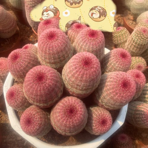 群生仙人球红太阳单头有根开花
