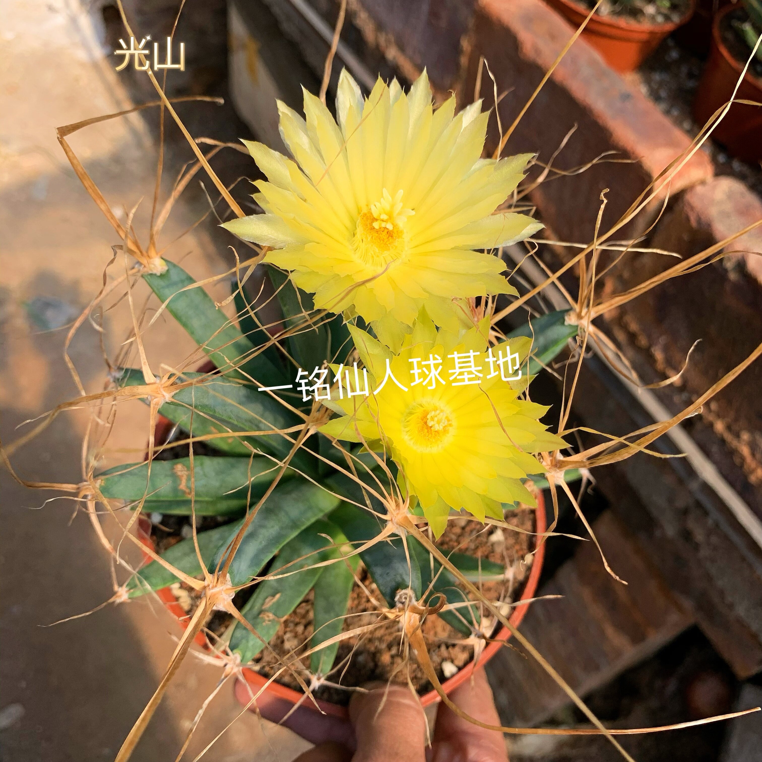 光山落地仙人球趣味开花黄花四大名球leuchtenbergia principis