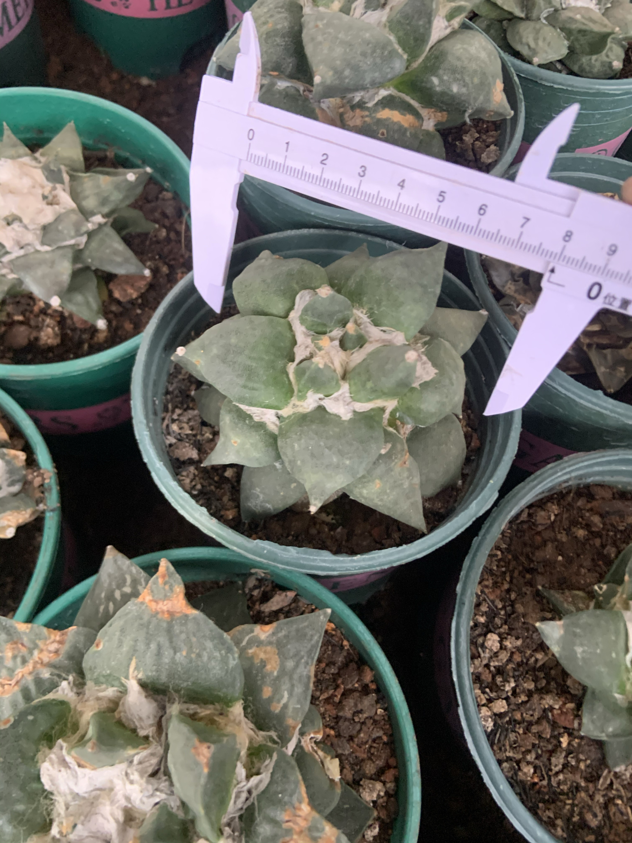 岩牡丹仙人球7.5厘米嫁接落地多肉植物室内阳台吸甲醛美观易群花