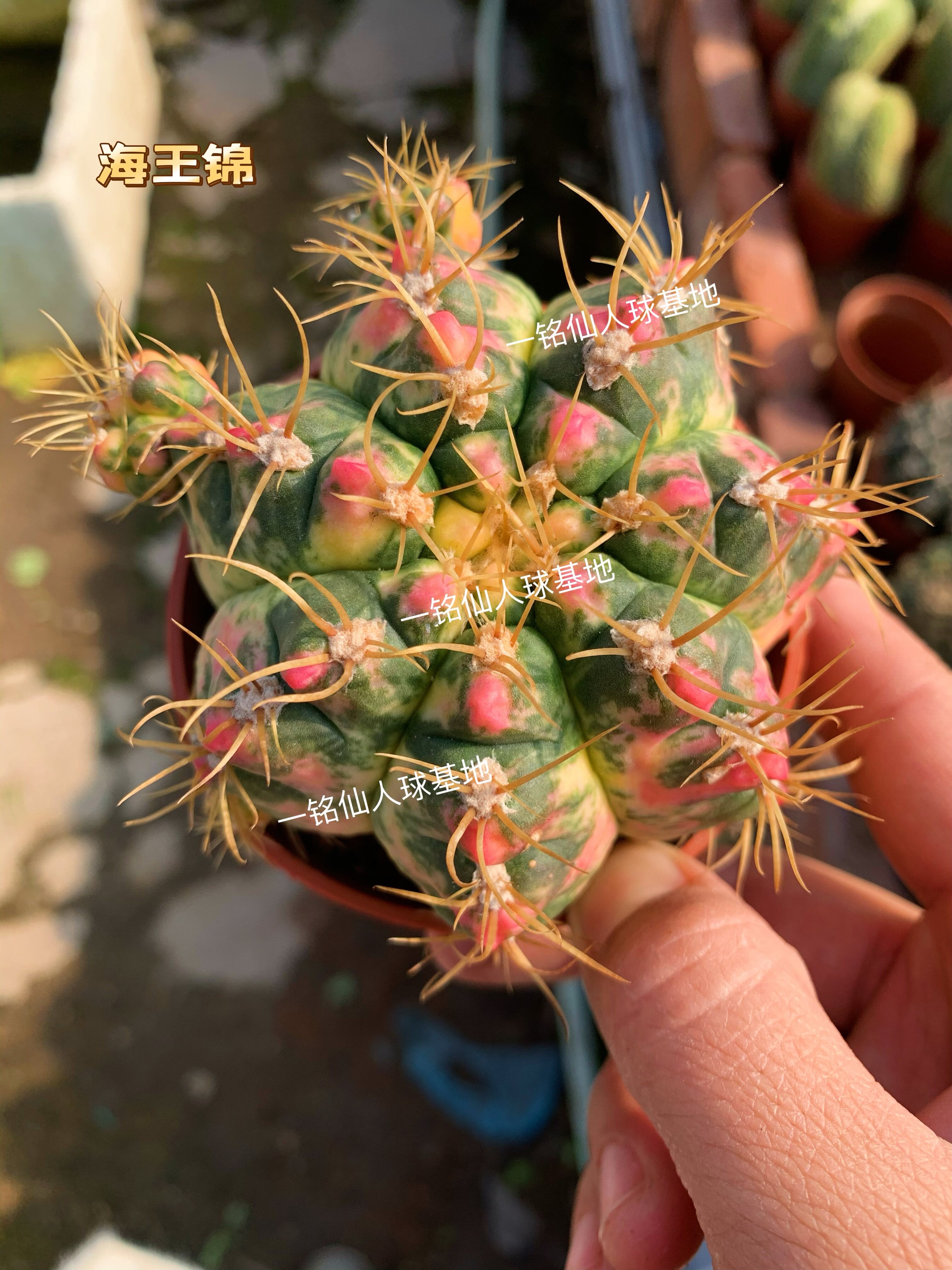 圣王锦海王锦自然颜色开红花办公室防辐射多肉植物盆栽绿植清特价