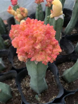 开花仙人球多肉好养绿植办公室桌面防辐射电脑盆栽懒人植物吸甲醛