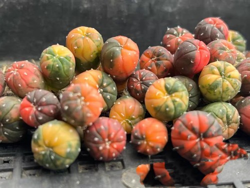 兜锦实生星兜琉璃兜仙人掌星球属仙人球多肉 asterias variegata