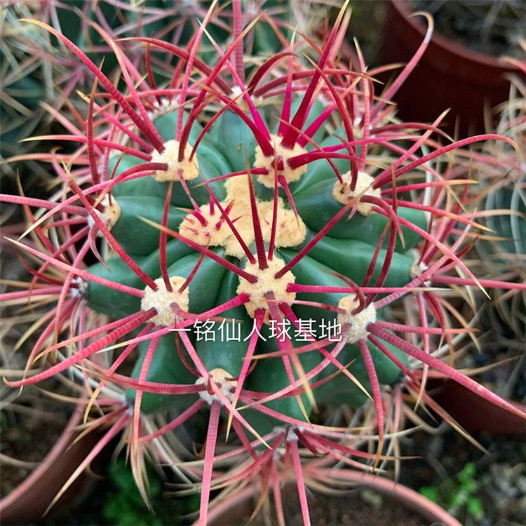 一铭仙人球神仙玉 实生仙人球强刺球属 红刺多肉植物稀有狂刺品种
