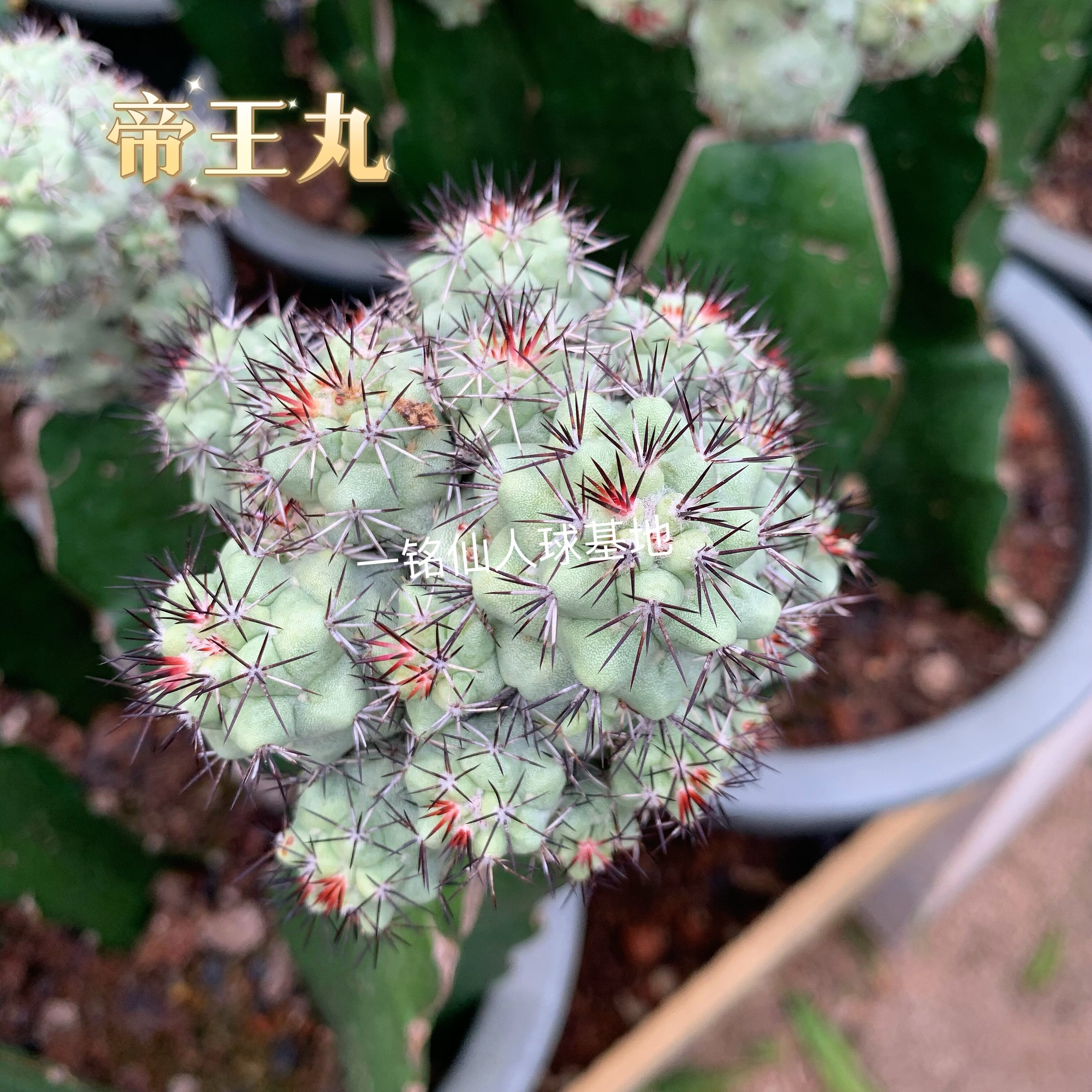 嫁接帝王丸矮疣属ortegocactus macdougalli黄花色仙人球多肉植物