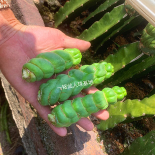 绿竹侧芽竹节型仙人球节节高螺旋趣味仙人柱程程柱可用嫁接繁殖