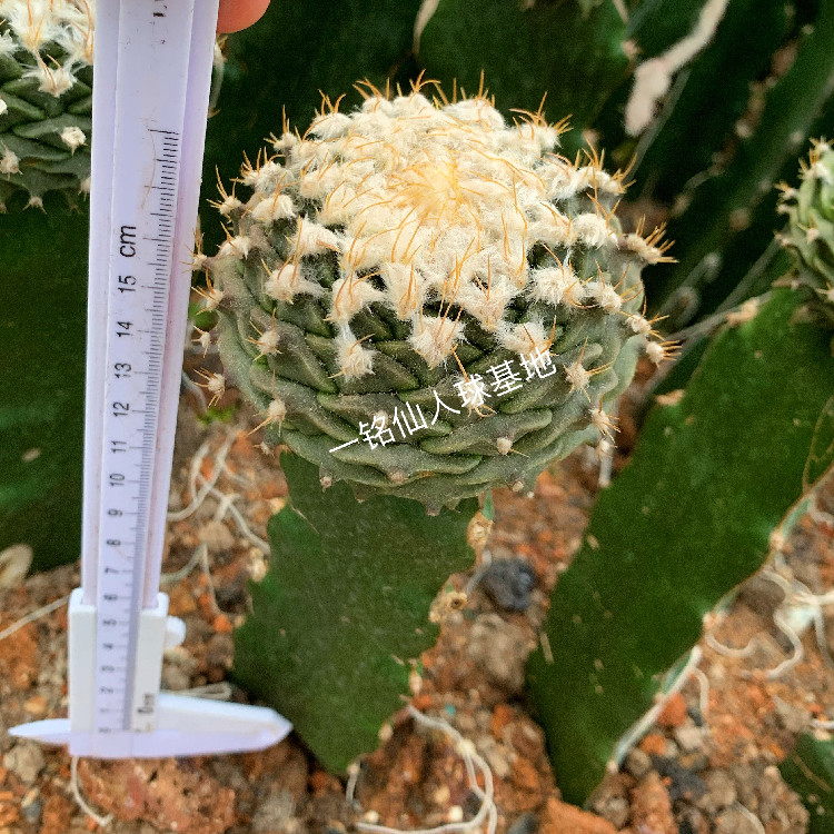 帝冠嫁接仙人球稀有四大名球易养开花防辐射多肉植物室内精品盆栽