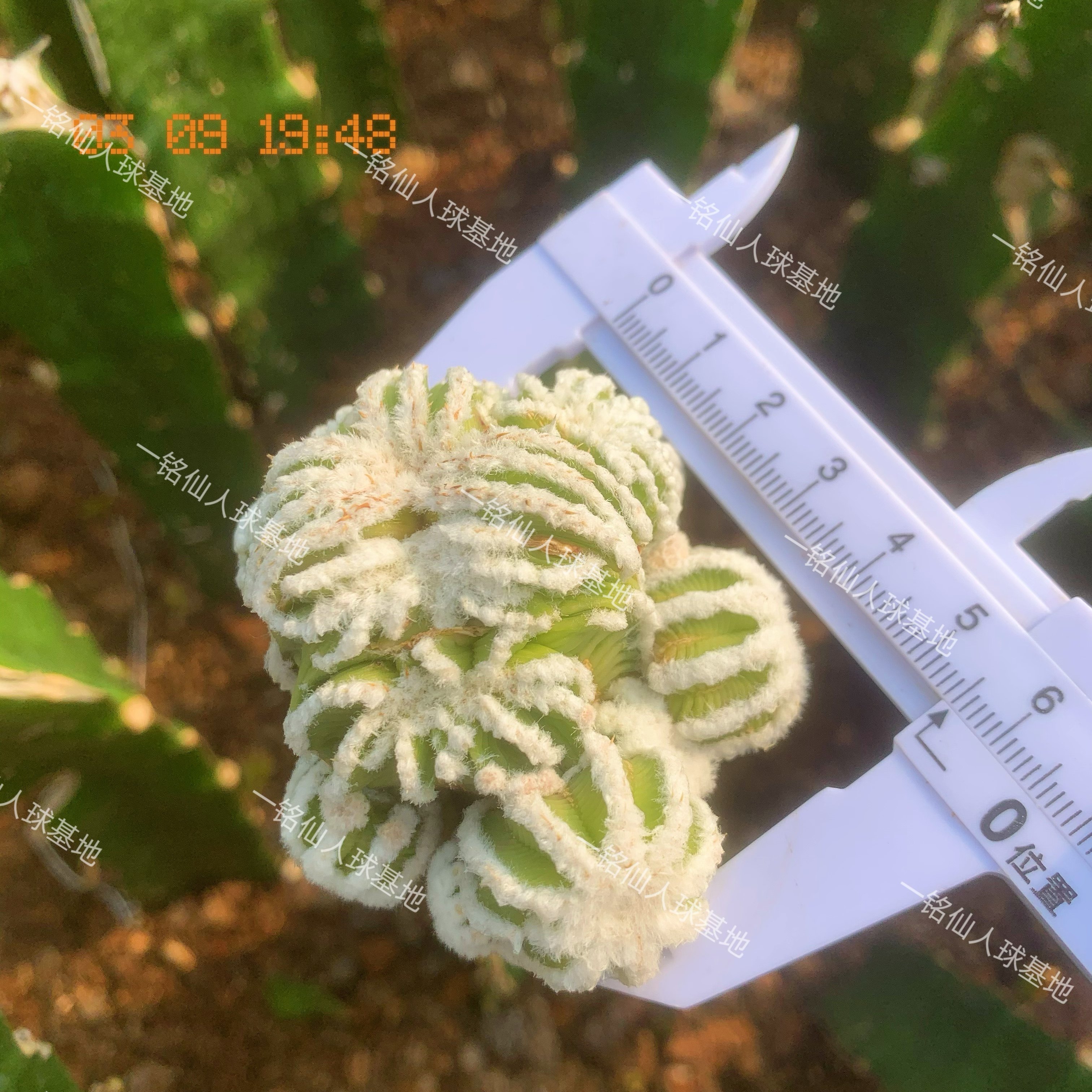 皱棱球属|辛顿花龙|缀化开花嫁接仙人球掌防辐射多肉植物小盆栽