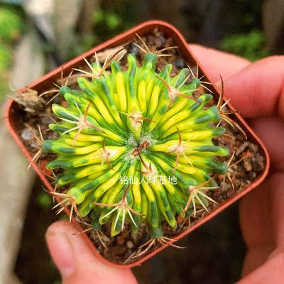 【一铭园艺千波万波锦落地仙人球