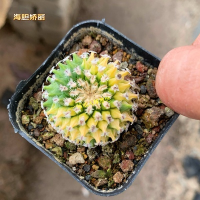 海胆娇丽锦Turbinicarpus pulcherrimus娇丽属侧芽自根开花仙人球