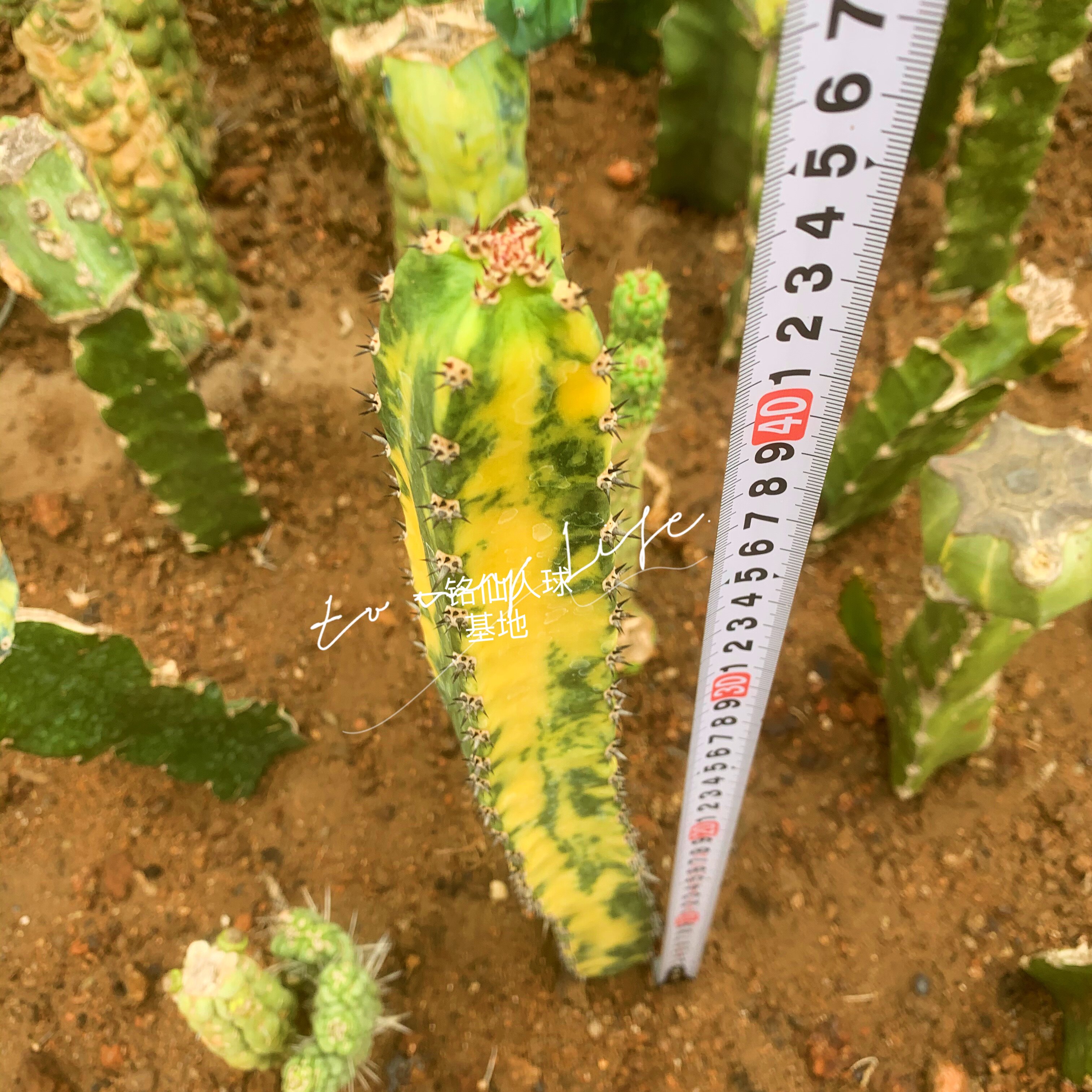 袖浦柱锦仙人柱龙神木锦高端罕见潮流仙人球多肉植室内盆栽防辐射