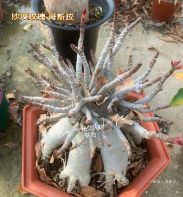 哥斯拉沙漠玫瑰 泰国引种—矮胖型AdeniumArabicum“Godzilla”