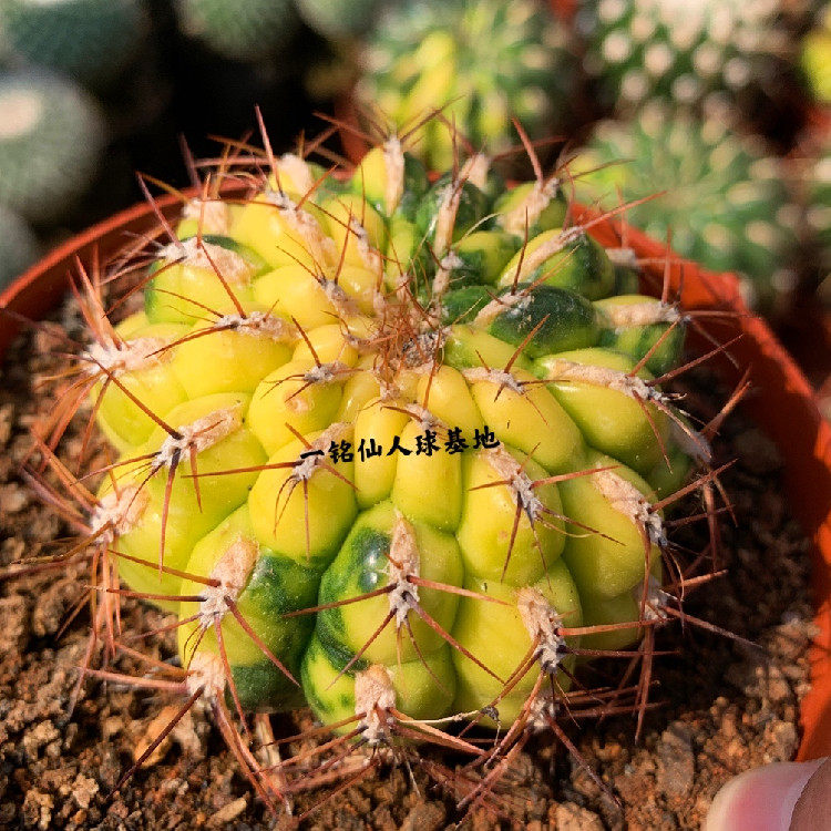 精品仙人球【金钱豹锦】 开花红花大颗仙人掌好养活防辐射小盆栽