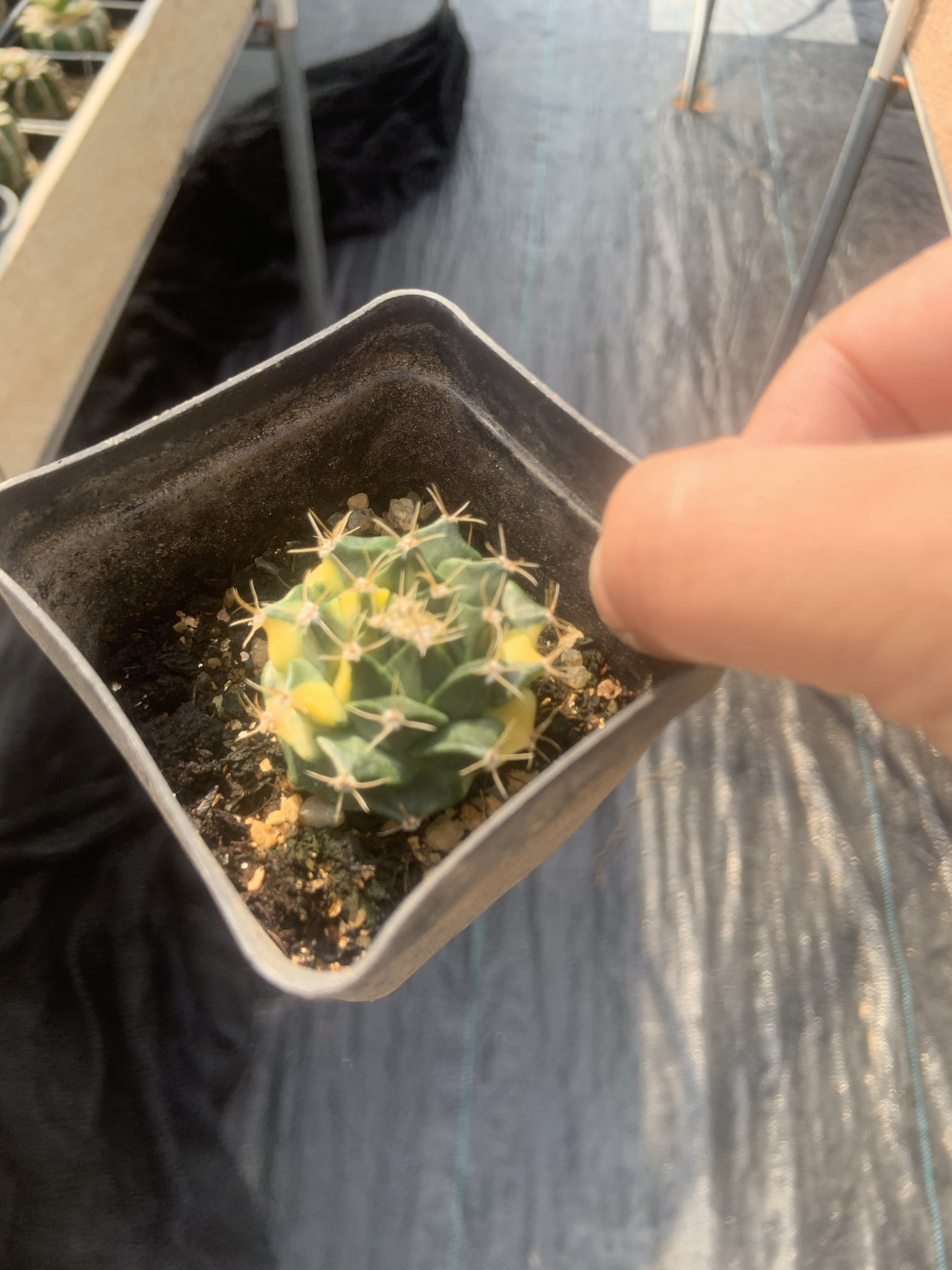 帝冠锦单头3cm 草球苗接自根根系好1颗120