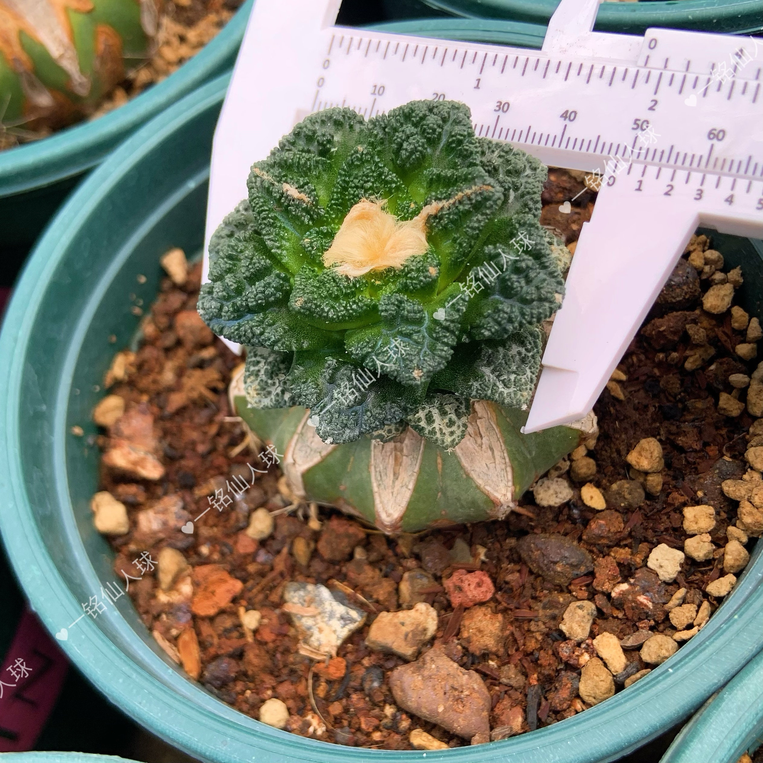 菜花牡丹哥斯拉黑牡丹辛顿牡丹苗接草球实拍图可挑