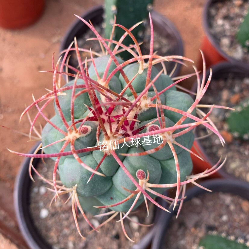红刺绯冠龙实生仙人球多肉植物瘤玉属阳台窗台容易养美观趣味提神