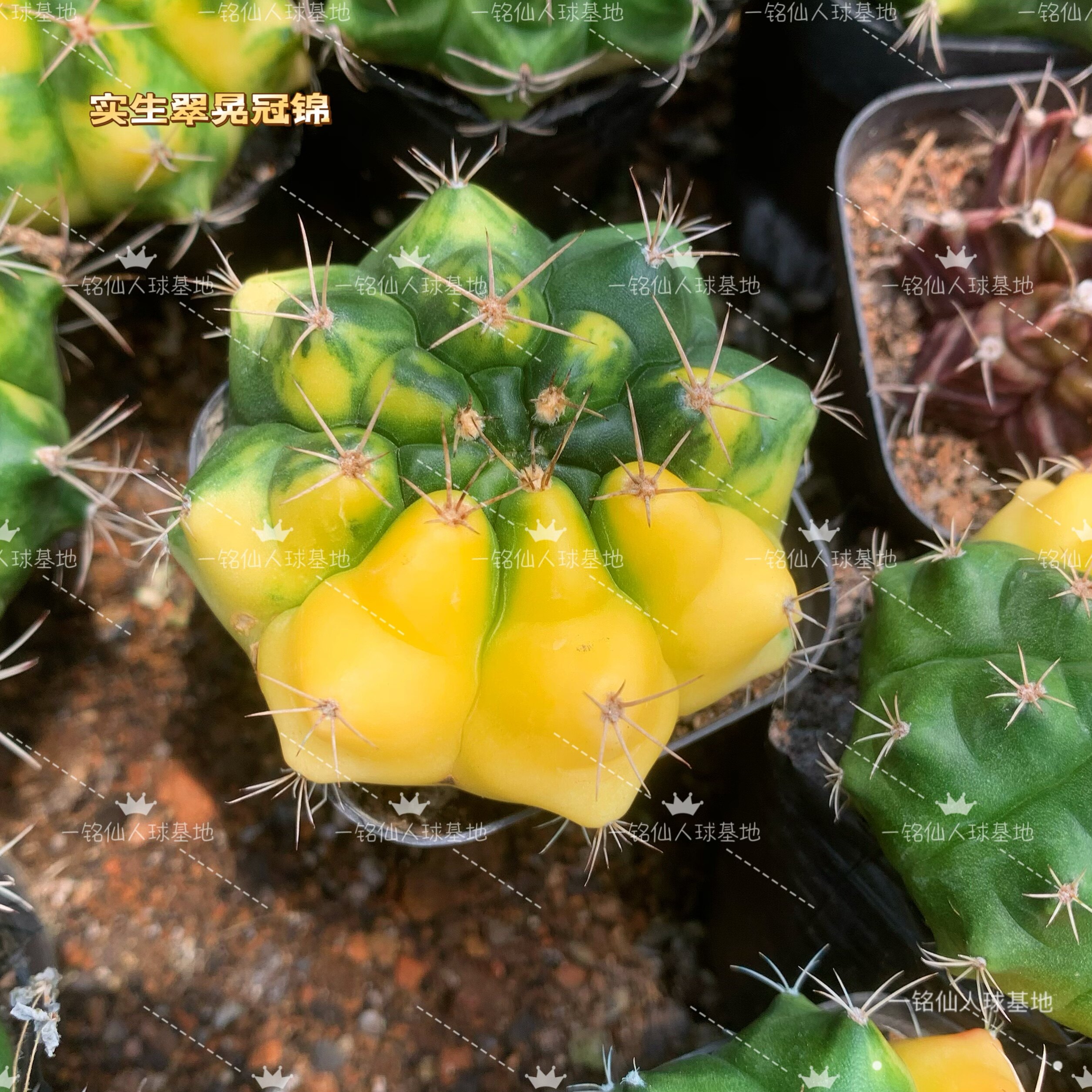 新品翠晃冠锦仙人球精挑自然散斑锦多肉植物室内好养开花小盆栽