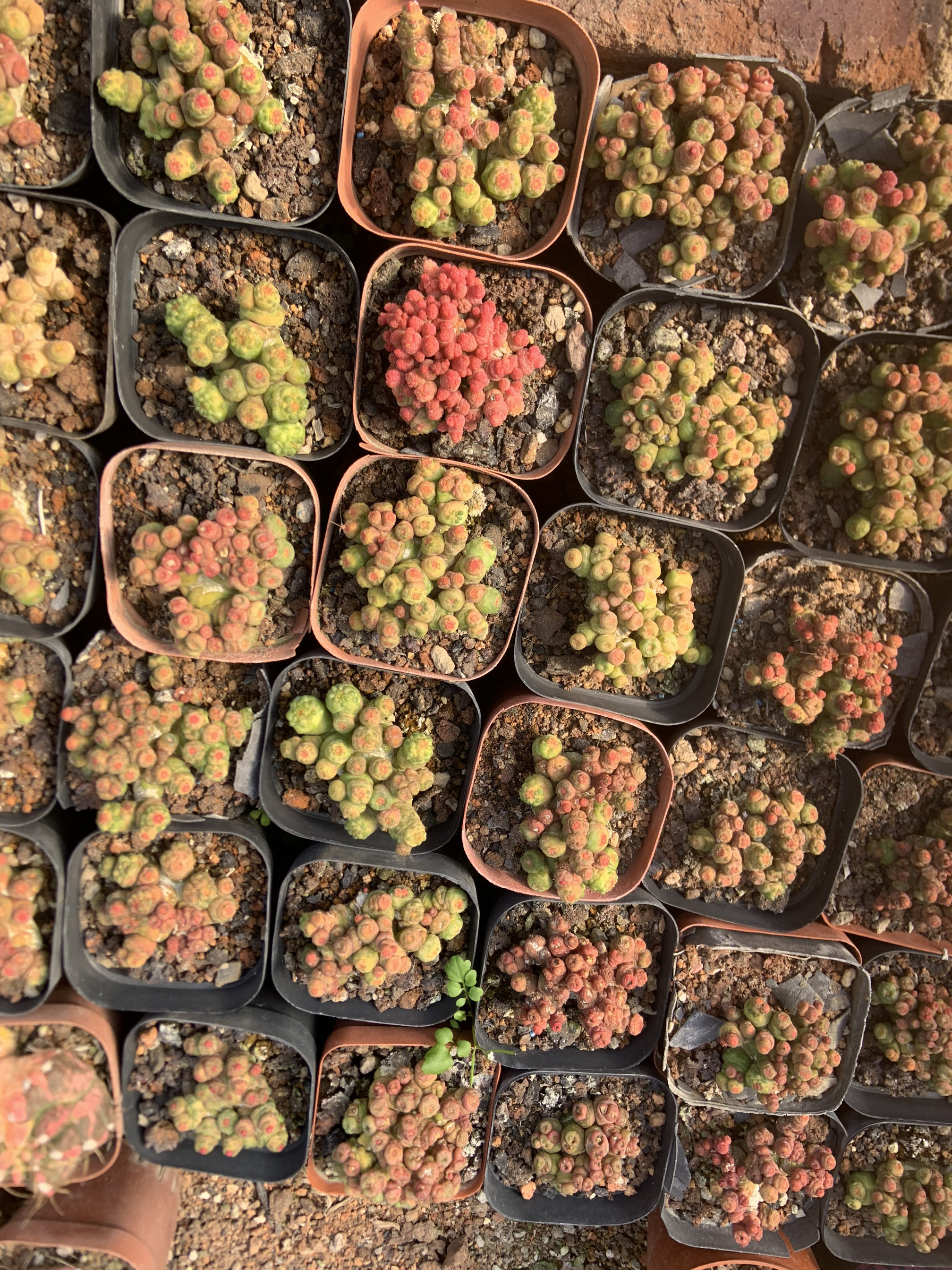 高砂一点红自根多肉植物5cm