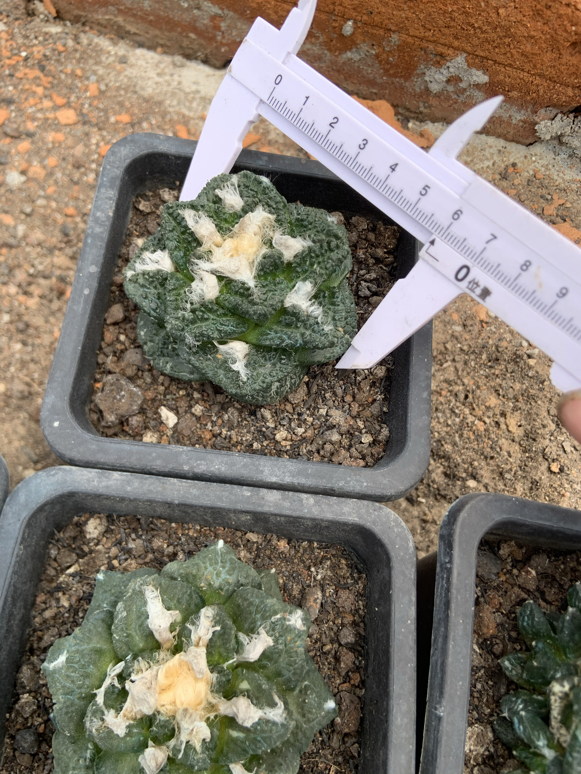 菜花牡丹草球根多肉植物室内阳台客厅防辐射美观易养绿植花造型