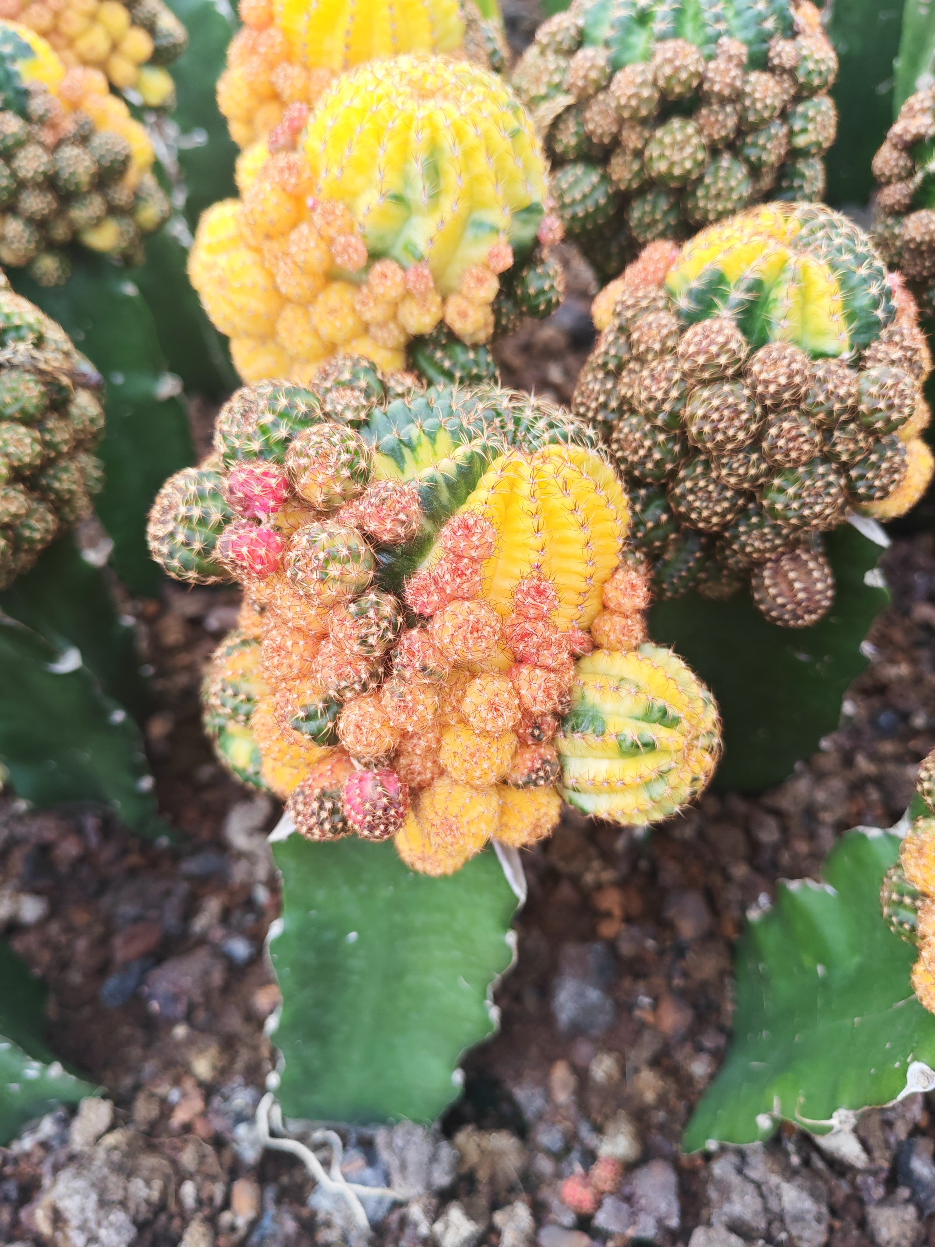 多肉植物黄仙玉锦嫁接可落地仙人球带崽开红花易养防辐射美观盆栽