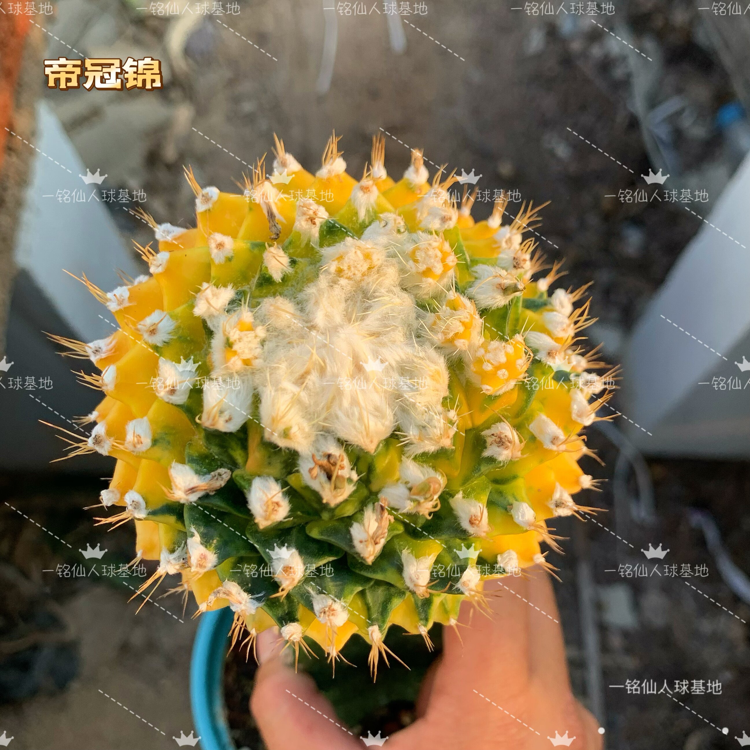 实生帝冠仙人球锦小苗稀有四大名球开花防辐射多肉植物室内小盆栽