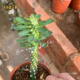 园艺绿植潮流大戟科植物【无刺霸王鞭】冬天休眠夏季开花老桩阳台