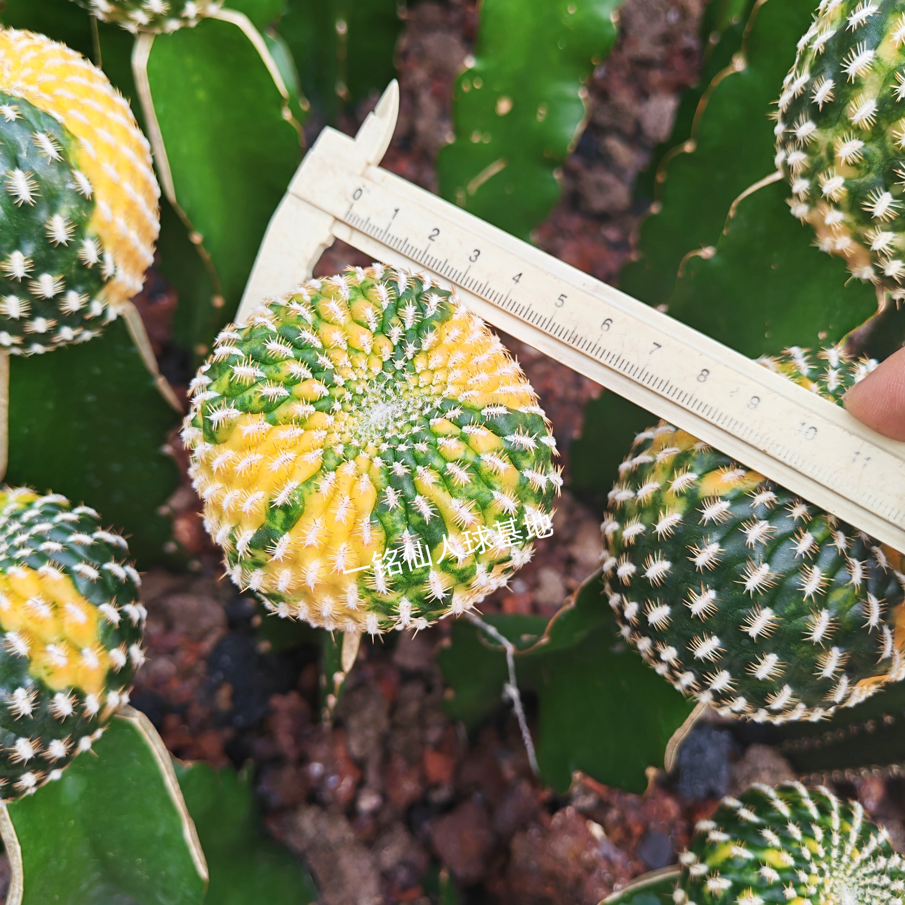 实拍黄煌丸锦6cm嫁接带柱子多肉植物基地开花美观好养柱子有根