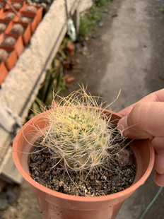 实生白刺混乱玉仙人球开花小型仙人掌多肉植物室内防辐射盆栽桌面