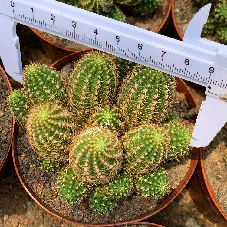 多肉植物黑蝎子无刺开花 仙人球室内阳台窗台防辐射吸甲醛美观绿