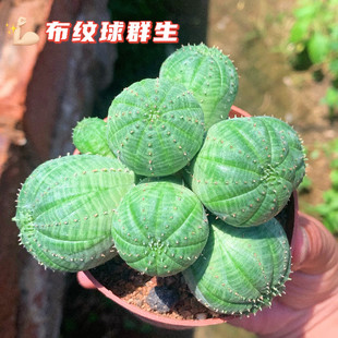 布纹球仙人球掌柱自根侧芽多肉植物大戟科属群生多头绿植防辐射