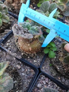 断崖公主块根5cm稀有趣味多肉植物反差超萌产地直发办公室防辐射