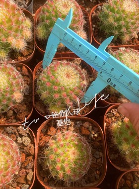 红娜丸仙人球 稀有红色果冻色球开花贵货仙人掌办公室趣味小盆栽