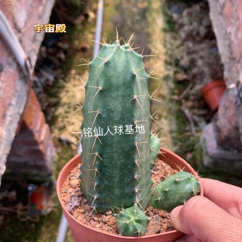 精选宇宙殿仙人球锦自然锦嫁接开花多肉植物室内阳台防辐射盆栽植