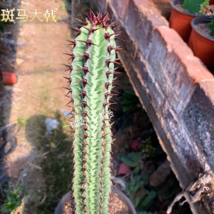 一铭仙人球 斑马大戟 柱状稀有趣味大戟科仙人柱多肉植物组合盆栽